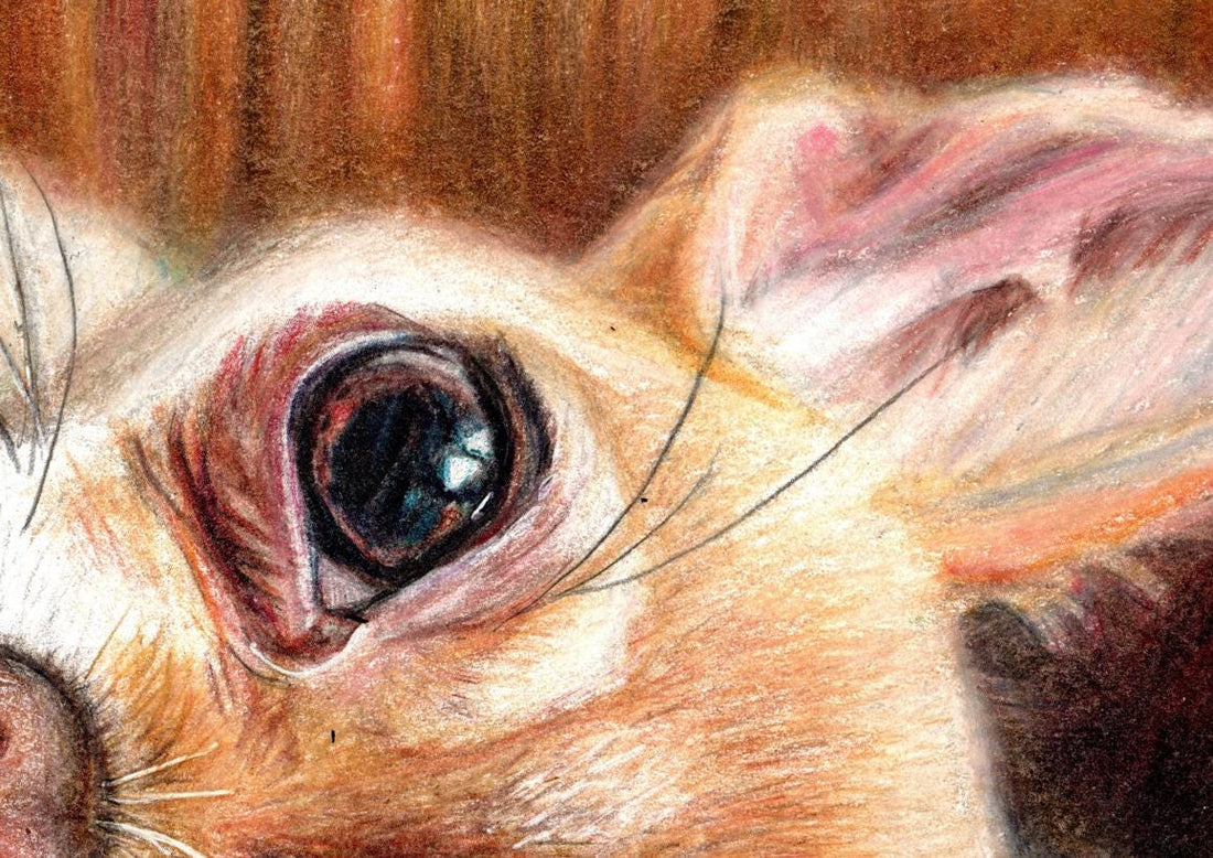 Chihuahua coloured pencil Giclee art print