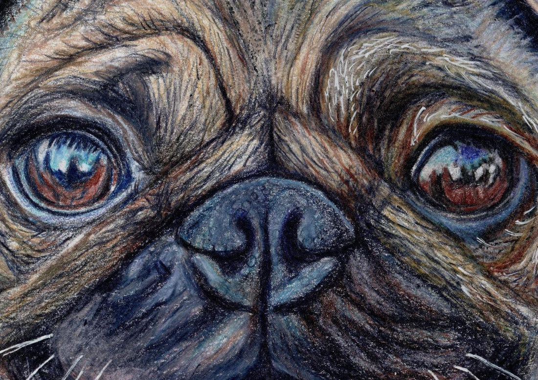 Pug coloured pencil art print
