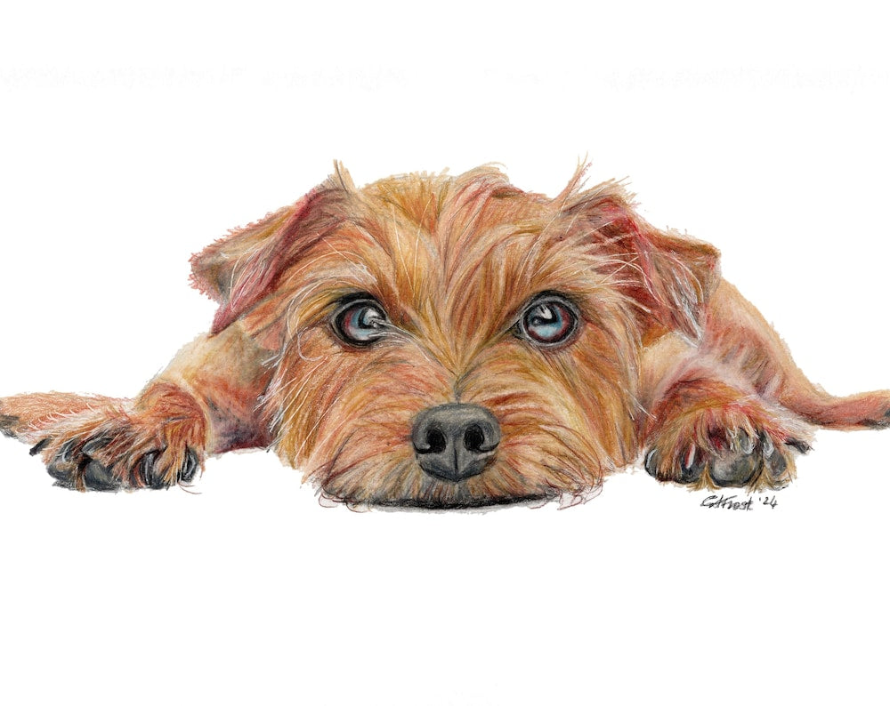 Terrier dog coloured pencil print